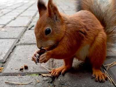 Парк «Сайма»